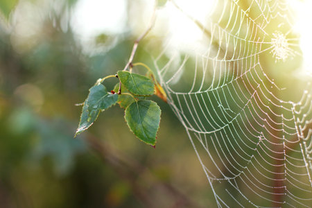 birch leaves on  background of  blurred silhouette wet web in the sun / morning in forestの写真素材