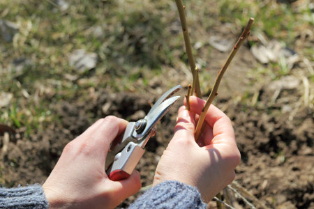 gardener with a pruner in hands and branches of a berry bush / spring pruning in a garden