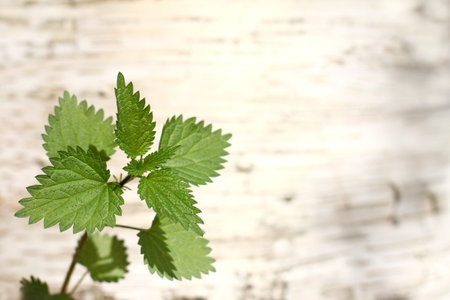 Green branch of young nettles on a blurred background of birch wood/ searing  perennial  herb