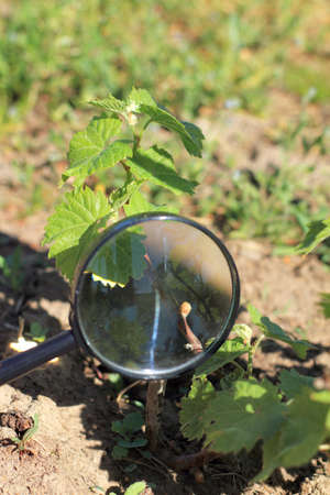 checking grape bush in magnifying glass / new buds and leaves in springの写真素材