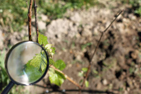 vine through the magnifying glass / thorough inspection of plants in the gardenの写真素材