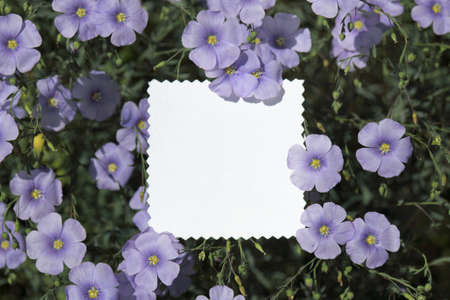 white patterned blank card on the background of blossoming flax / for summer greetingsの写真素材