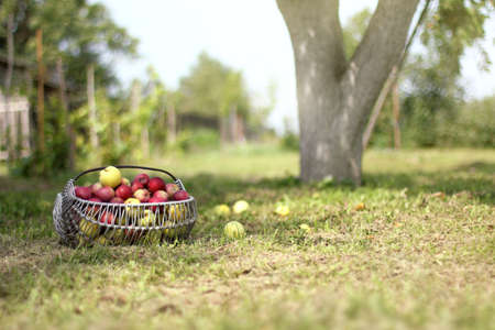 wicker basket full of apples stands under a tree in the garden / harvest of fresh fruitsの写真素材