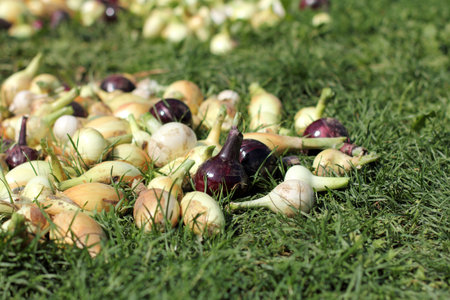 freshly harvested crop of onion, aired on grass/ bulbs of summer vegetables