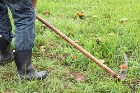 worker with hand-scythe, mows many fresh mushrooms in the clearing / very productive season