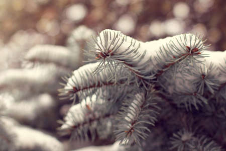 snow covered evergreen tree branches / winter forest decorationの写真素材