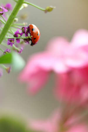 red beetle on a flower close-up / lady-beetle in the gardenの写真素材