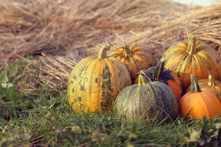 ripe pumpkins of different sizes lie in the garden on a background of haystacks / vegetables for autumn holidaysの写真素材