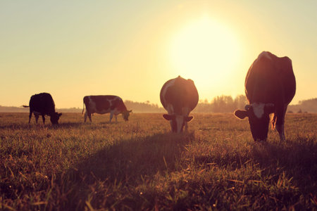 silhouettes of dairy pair-hoofed animals in a meadow with lush grass against the backdrop of the...