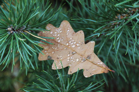 autumn oak leaf with drops of dew lingered on an evergreen tree / forest fairytale
