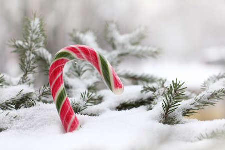 striped candy staff in a snowdrift on the background of the branches of the Christmas tree in the winter / sweet holiday storyの写真素材