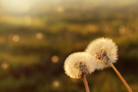 two fluffy dandelions in the evening against background field / date of the sunny coupleの写真素材