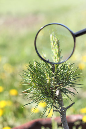 Gardener hand with magnifying glass on a background the tops of a small pine tree in the garden....