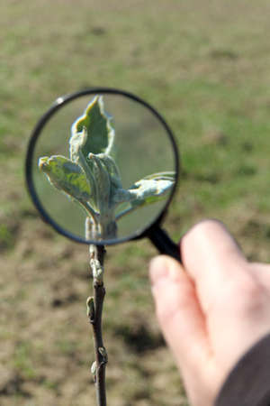 gardener examines a plant through a magnifying glass. attentive inspectionの写真素材