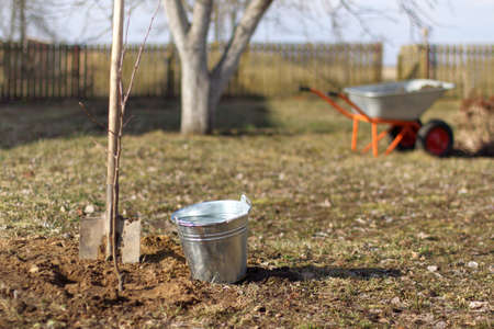 Planted apple tree seedling, shovel and bucket with water against the background of the garden. the work is done is left to waterの写真素材