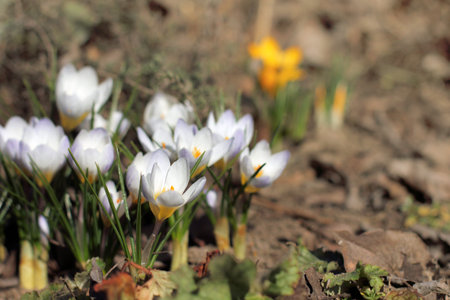 Many light flowering crocus. first spring flowers in the garden