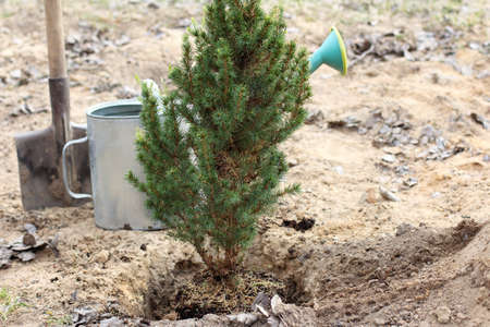 evergreen watering can and shovel in the garden. planting spruce seedlings in springの写真素材