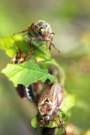 Many May beetles gnaw the leaves of a young fruit tree, in the spring. insect infestationの写真素材