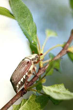 Cockchafer on a branch of a fruit tree. spring pest of gardensの写真素材