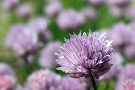 purple flowers allium in the garden close-up. beautiful and delicious
の写真素材
