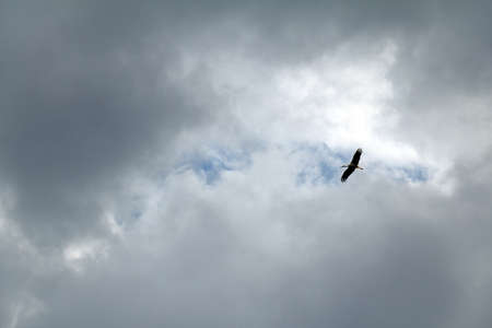 stork in the gray overcast sky. bird flying highの写真素材