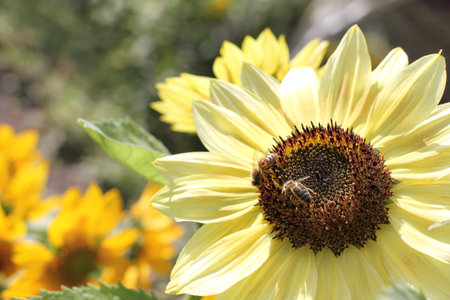 pair of bees on a decorative sunflower in the garden. extraction of honey from a sunny flower