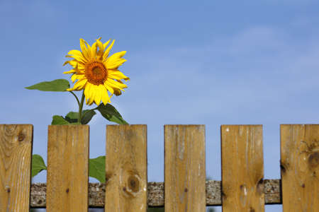 sunflower flower peeks out from behind a fence. sunny morning in the villageの写真素材