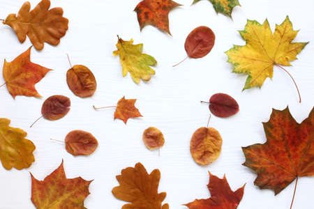 different fallen leaves on a light wooden surface top view. autumn motivesの写真素材