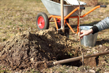 gardener is trying on a seedling of an apple tree in a dug hole for planting. Spring care for the garden tabの写真素材