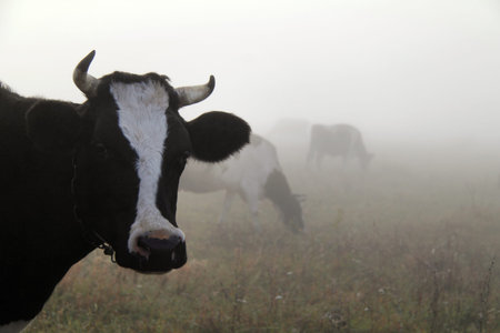 Silhouettes of cows in the fog during dawn in the field. grazing outdoors