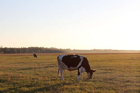 a field with cows against the background of a forest and a cloudless sky. rural landscape with mammalsの写真素材