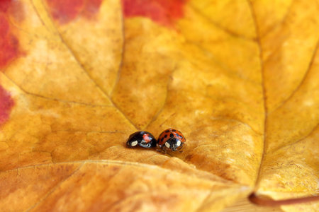 black and red ladybugs sit on a yellow autumn leaf close-up. so different togetherの写真素材