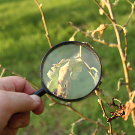 twisted dried leaf on a bush under a magnifying glass in his hand. close inspection of damage in the gardenの写真素材