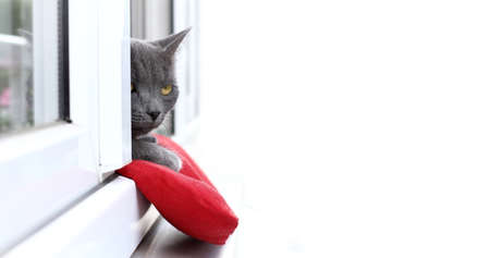 gray cat resting on a red pillow looking out of the window. cozy home pastimeの写真素材