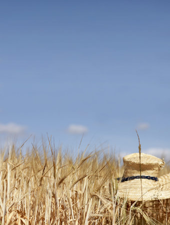 spikelets on a cereal field with a blurred farmer's straw hat against the blue sky. it is time to harvestの写真素材