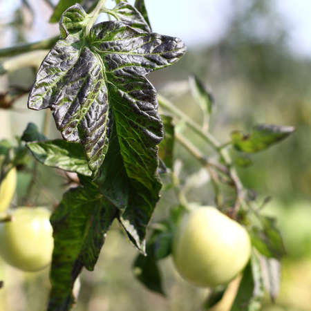 leaf affected by late blight on a tomato bush. vegetables under threatの写真素材