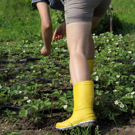unrecognizable gardener checks a blooming strawberry bed equipped with drip irrigation. individual gardeningの写真素材