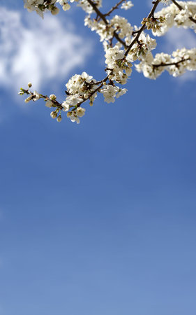 branches blooming of a cherry tree against heaven with clouds. flowers and sky