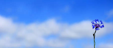 one blue cornflower against the sky with clouds. landscape with medicinal herbsの写真素材
