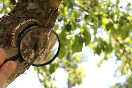 the trunk of an old apple tree with cracked bark and a hollow and the silhouette of a hand with a magnifying glass in the foreground. inspection of damage to trees in the gardenの写真素材