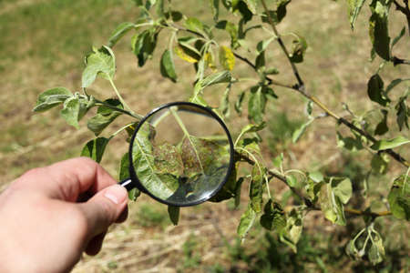 leafing damaged by a fungus on a branch of a fruit tree under a curving glass in the hand of a gardener. careful check of the state of the gardenの写真素材