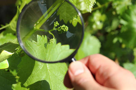 young bunch of grapes with small berries under a magnifying glass in the garden. inspection of the future harvestの写真素材