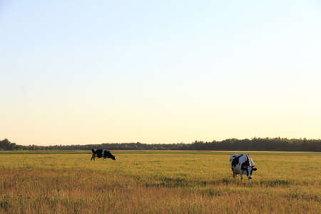 large field with two cows on the background of the forest at sunset. summer rural landscapeの写真素材