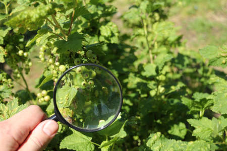 disease of leaves of a currant bush under the inspection of a gardener. inspection of horticultural cropsの写真素材