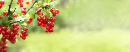 red berries on a bush in the garden close-up. juicy ripe currantの写真素材