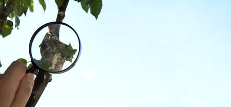 a nesting branch of a fruit tree and a hand with a magnifying glass against the blue sky. inspection last year vaccinationsの写真素材