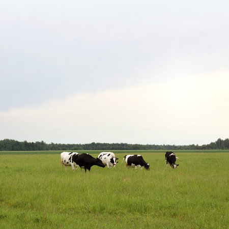 herd of cows in the field against the background of the forest in cloudy weather. landscape with...