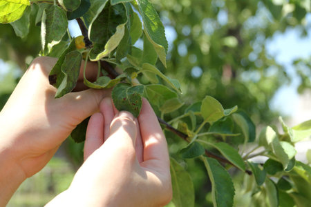 leaves of a fruit tree with traces of a fungal disease. the gardener checks the condition of the...