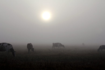 silhouettes of cows in the fog on a meadow in the early morning. dairy landscape