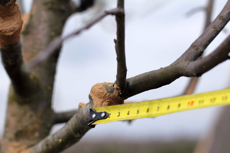 measuring the site of a two-year graft on an apple tree smeared with clay solution with a fungicide....